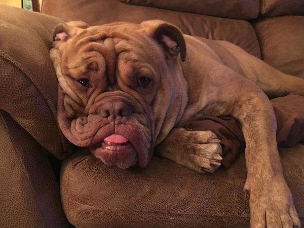/Images/uploads/Long Island Bulldog Rescue/LIBR-2025-Calendar/entries/32215thumb.jpg